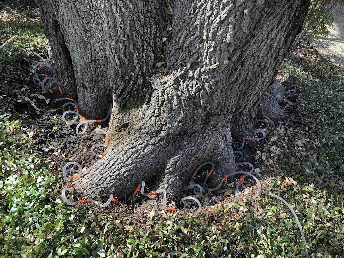 Detailed Tree Cabling and Bracing job site in Forest Home