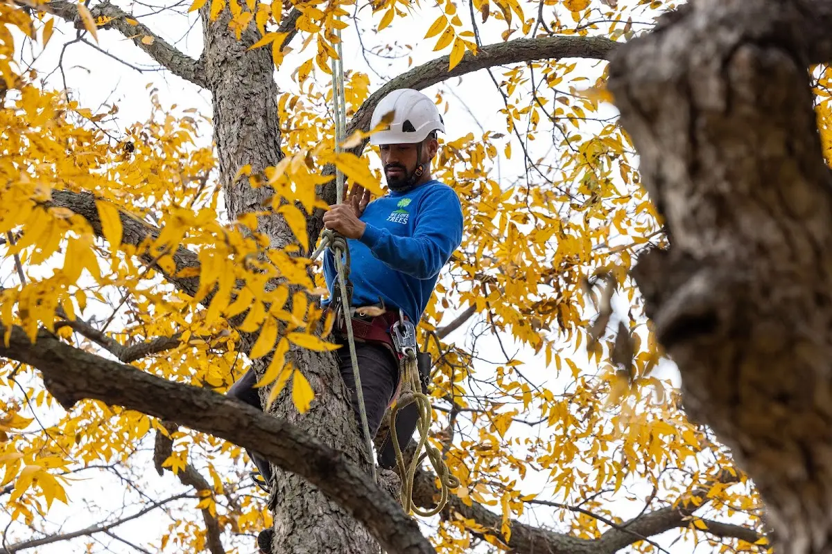Skilled Tree Planing crew working in Forest Home